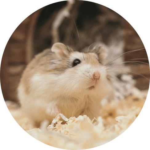 Hamster Toy 12 » Pets Impress