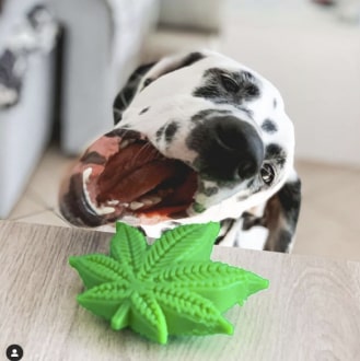 Colorado "Maple Leaf" Durable Nylon Dog Chew Toy for Aggress 22 » Pets Impress