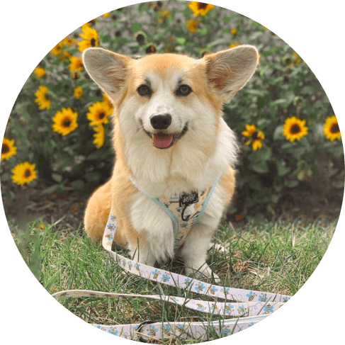 Bee Sassy' Dog Fabric Leash 23 » Pets Impress
