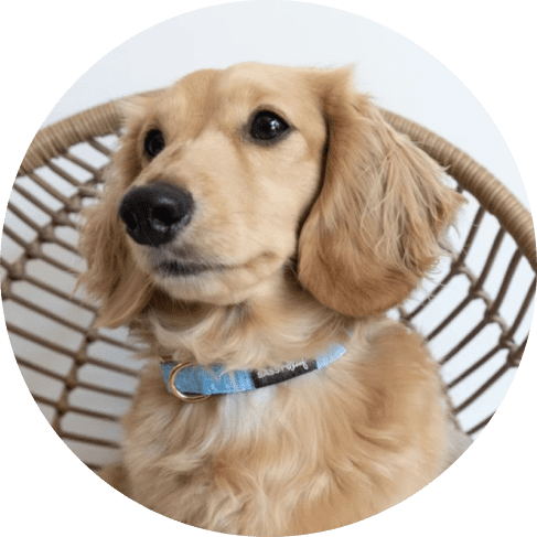 Blumond' Dog Collar 20 » Pets Impress