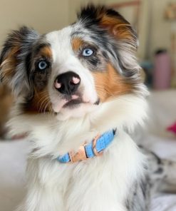 Blumond' Dog Collar 13 » Pets Impress