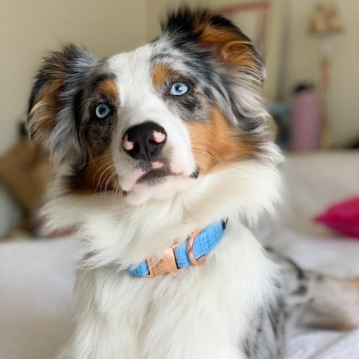 Blumond' Dog Collar 7 » Pets Impress