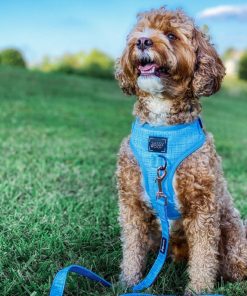 Blumond' Dog Fabric Leash 17 » Pets Impress