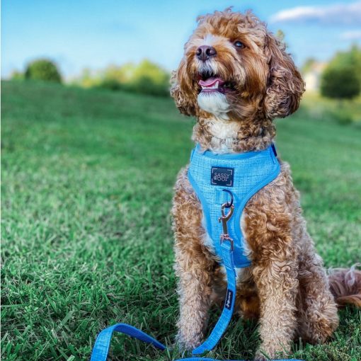 Blumond' Dog Fabric Leash 9 » Pets Impress
