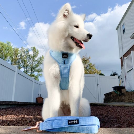 Blumond' Dog Fabric Leash 7 » Pets Impress
