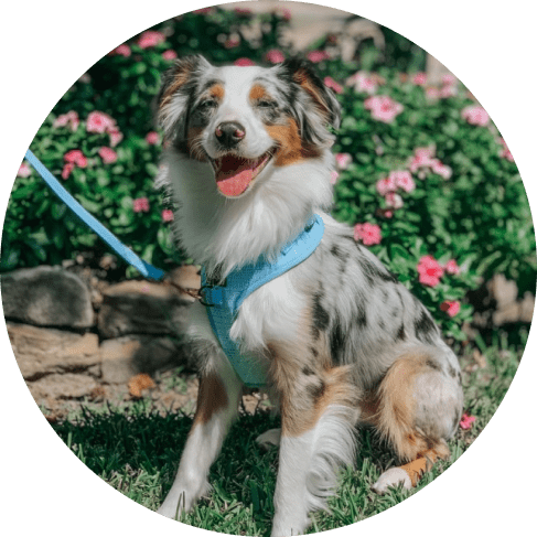 Blumond' Dog Fabric Leash 23 » Pets Impress
