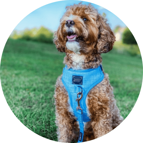 Blumond' Dog Fabric Leash 25 » Pets Impress