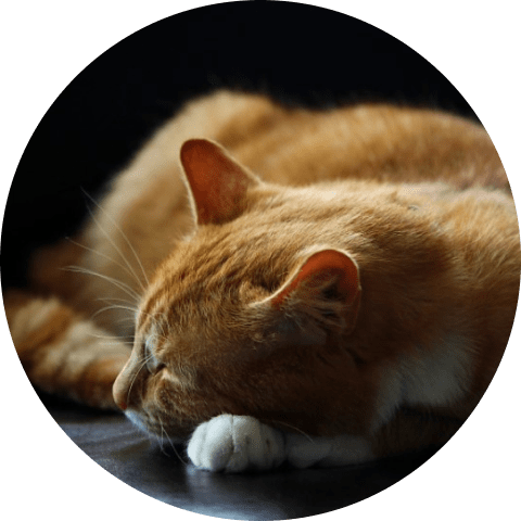 Cat Window Bed 19 » Pets Impress
