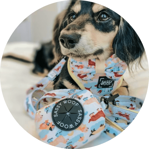 Rainy Dachshund' Dog Waste Bag Holder 19 » Pets Impress