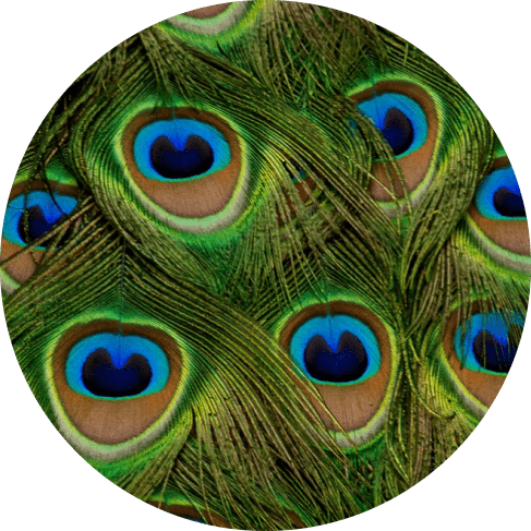 Peacock Feather Cat Collar 15 » Pets Impress