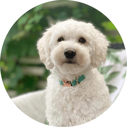 Wag Your Teal' Dog Collar 19 » Pets Impress