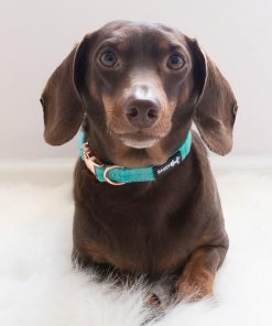 Wag Your Teal' Dog Collar 13 » Pets Impress