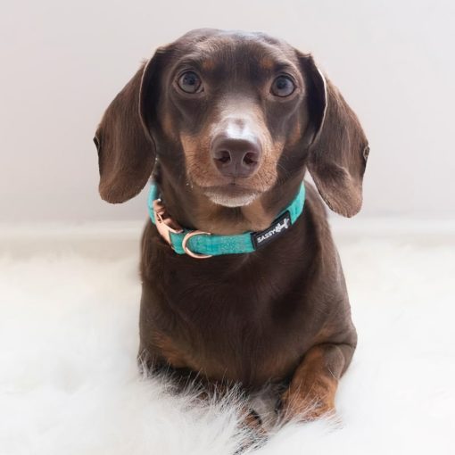 Wag Your Teal' Dog Collar 7 » Pets Impress