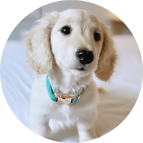 Wag Your Teal' Dog Collar 20 » Pets Impress