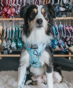 Tropicana' Dog Fabric Leash 17 » Pets Impress