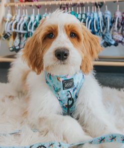 Tropicana' Dog Fabric Leash 19 » Pets Impress