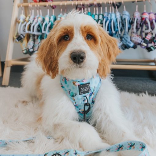 Tropicana' Dog Fabric Leash 9 » Pets Impress