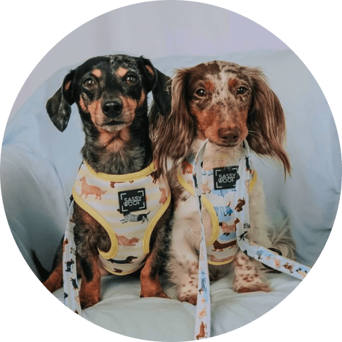 Rainy Dachshund' Dog Fabric Leash 24 » Pets Impress