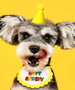 Colorful Pet Birthday Bandana & Party Hat Set for Cats and Dogs 23 » Pets Impress