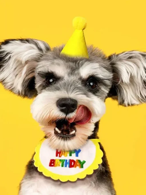 Colorful Pet Birthday Bandana & Party Hat Set for Cats and Dogs 11 » Pets Impress